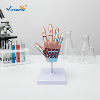Modèle anatomique de main pour l'arthrite rhumatoïde et l'arthrose - Modèle articulaire scientifique médical avec squelette en PVC