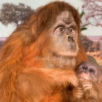 Modèle d'orang-outan animatronique pour parc animalier intérieur, simulation d'animaux