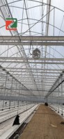 Serre en acier galvanisé à plusieurs travées avec film plastique PE pour la culture de tomates, concombres, poivrons et légumes