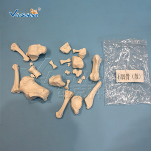 Modelo esquelético de cuerpo completo para adultos, desmontable y ensamblable, herramienta de demostración para la enseñanza y la investigación médica. - Product Image 3