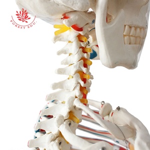 Modelo de esqueleto humano de tamaño real, suministros educativos de 176cm con medio músculo y medio ligamento, dibujado a mano preciso - Product Image 5
