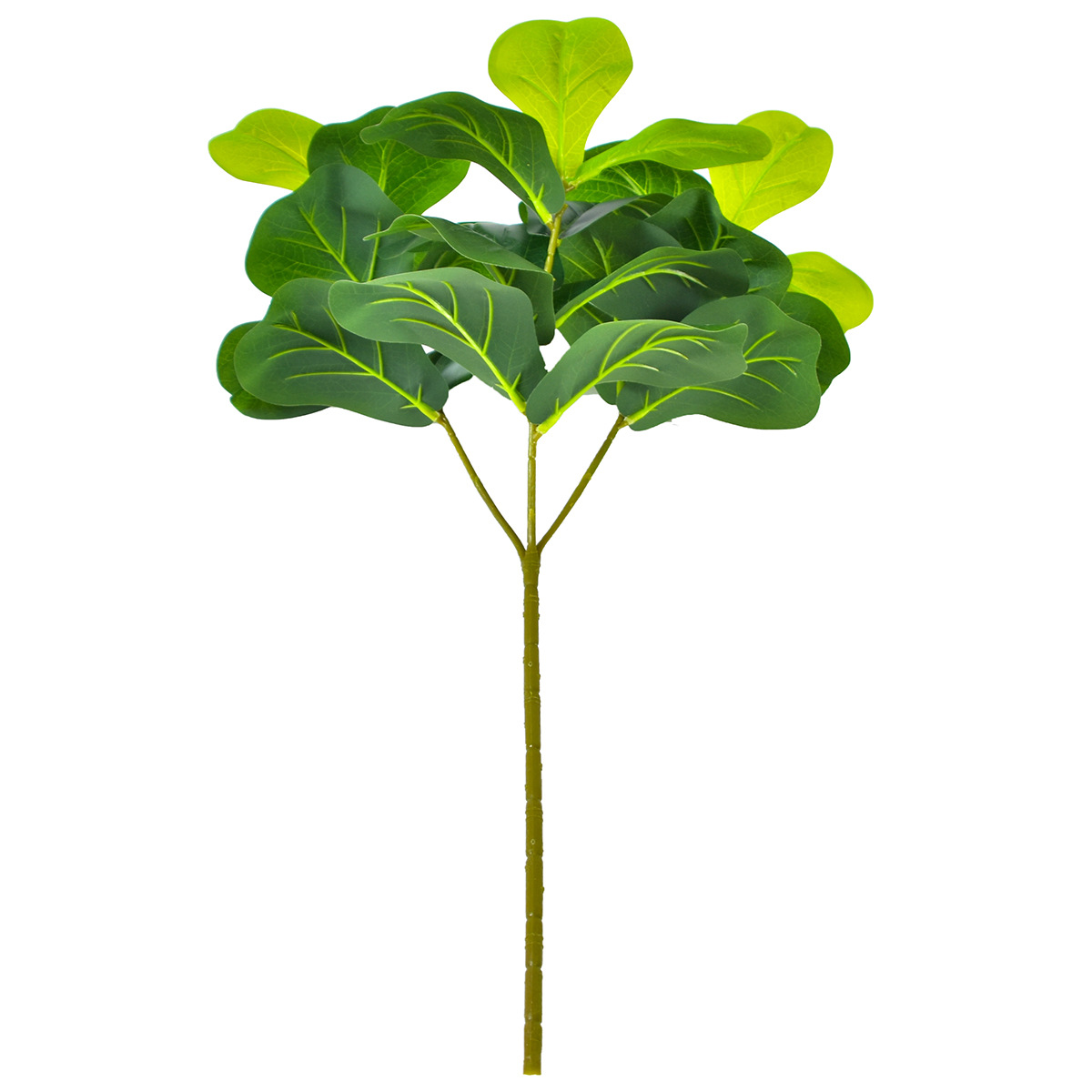 Ramo lungo 65 cm, triforcato, con 27 foglie di Ficus microcarpa.