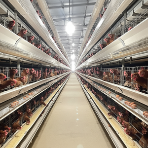 Jaula de alimentación automática de acero galvanizado tipo H de alta calidad Jaula de nueva capa para pollos de engorde - Product Image 1