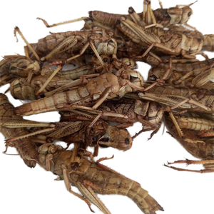 Fabrication en usine de divers aliments délicieux riches en protéines pour oiseaux et reptiles, grillons séchés, insectes séchés, sauterelles - Product Image 1