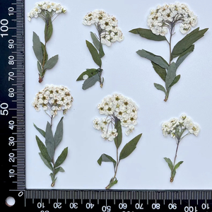 Prix de gros : Petits narcisses naturels pressés et séchés avec tiges, fleurs botaniques véritables pour fournitures DIY en gros - Product Image 6