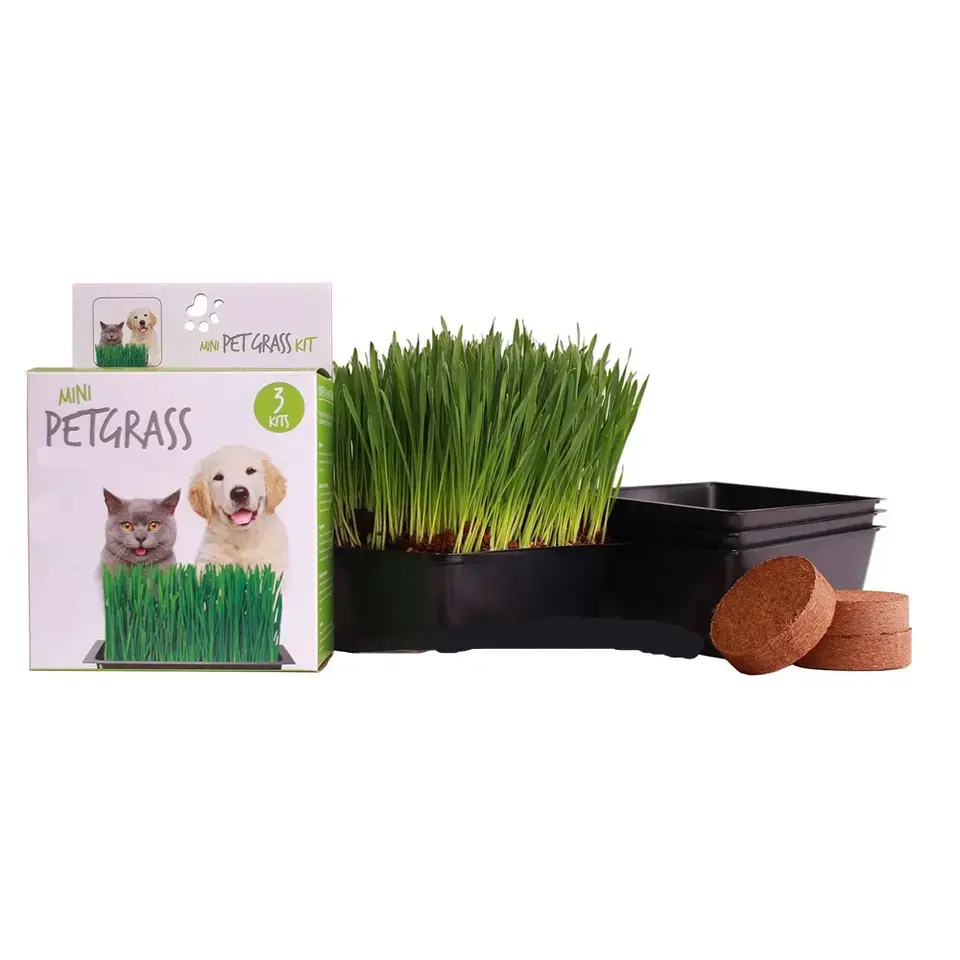 Atacado kit de grama orgânica para gatos, solo e plantador branco, controle de bolas de pelos naturais e remédio de digestão para cães e gatos