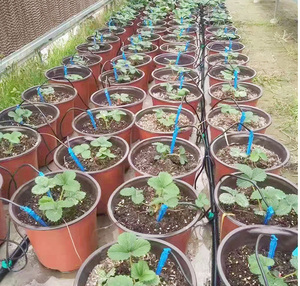 Sistema di irrigazione <span class=keywords><strong>a</strong></span> <span class=keywords><strong>goccia</strong></span> d'acqua da giardino <span class=keywords><strong>a</strong></span> quattro rami Dripper <span class=keywords><strong>a</strong></span> freccia dritta per sistema di irrigazione <span class=keywords><strong>a</strong></span> risparmio idrico - Product Image 3