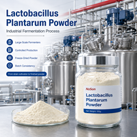 Poudre de Lactobacillus Plantarum de qualité alimentaire, probiotique pour la barrière intestinale, service OEM, certifié GMP, approvisionnement en vrac