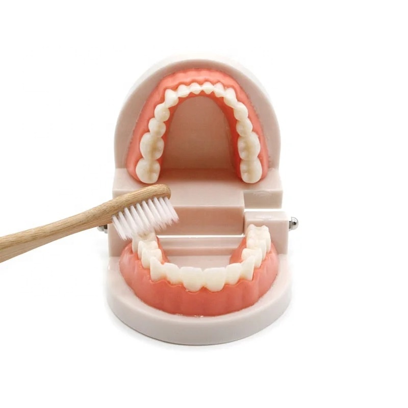 Модель Монтессори для чистки зубов, Интерактивный Обучающий инструмент для чистки зубов, демонстрация учебного класса для детского сада и школы
