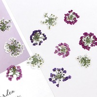 Bunga Alyssum manis bunga asli bunga kering Diy timbul buatan tangan lem penanda buku