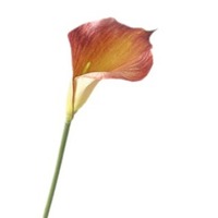 Buket Premium Buatan Tangan Bunga Calla Lily Sutra Multi-Warna Aksesoris Dekoratif Ruang Tamu Bunga Anggur
