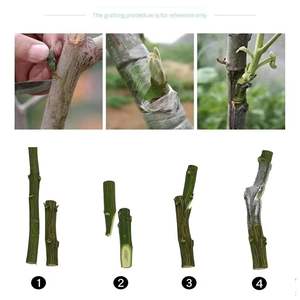 Ruban de greffage Parafilm pour arbres de jardin, greffes, fleuristes, rouleau de ruban pour semis, plantes, élagage, remplacement, Plant <span class=keywords><strong>Buddy</strong></span>, fruits - Product Image 6