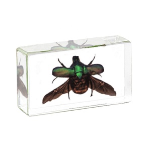 بالجملة مرقطة راتنج خنفساء طويلة القرن ثقل الورق حرفة عينة تعليمية حقيقية للتعلم والغرض الزخرفي - Product Image 4