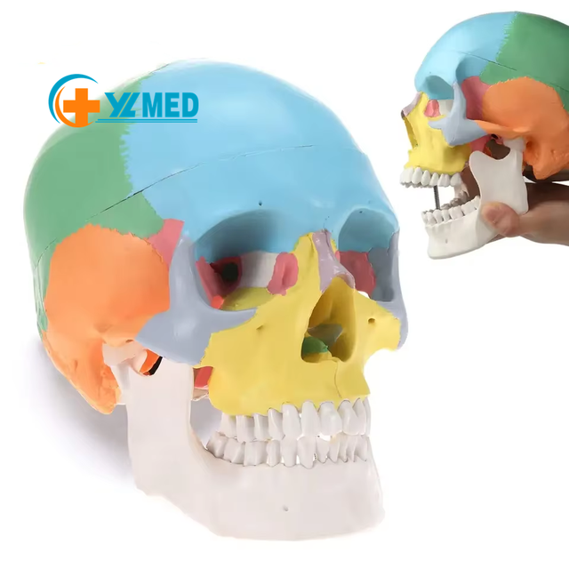 Didactic Colored Human Skull Anatomical Model Medical Life Size 3 Parts Colorful Human Skull Model Skeleton Removable Skull