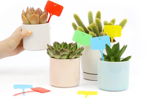 Kit di <span class=keywords><strong>piante</strong></span> <span class=keywords><strong>grasse</strong></span> e <span class=keywords><strong>cactus</strong></span> regalo kit per piantare al coperto - Product Image 5