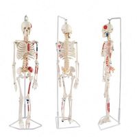 Modèle de squelette humain grandeur nature avec des proportions réelles et des articulations flexibles pour l'enseignement des sciences médicales