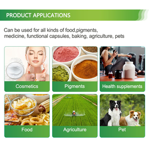 Polvo de Uvas de Mar 100% Natural de Grado Alimenticio, <span class=keywords><strong>Caviar</strong></span> Verde Deshidratado, Extracto de Algas Umibudo, Extracto de Coccoloba Uvifera - Product Image 4