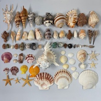 Coquillages naturels authentiques Conus Ebraeus en gros - Coquillages hébreux Conus Ebraeus - Véritables coquillages pour bijoux DIY Hawaï