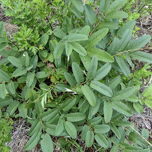 Diyu herbe séchée Sanguisorba officinalis rhizome rouge tonnerre tranché Rousse Burnet racine à vendre - Product Image 4