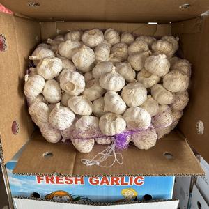 <span class=keywords><strong>Ail</strong></span> chinois personnalisé <span class=keywords><strong>ail</strong></span> blanc pur pour la vente marché <span class=keywords><strong>sud</strong></span>-africain 5.5cm - Product Image 6