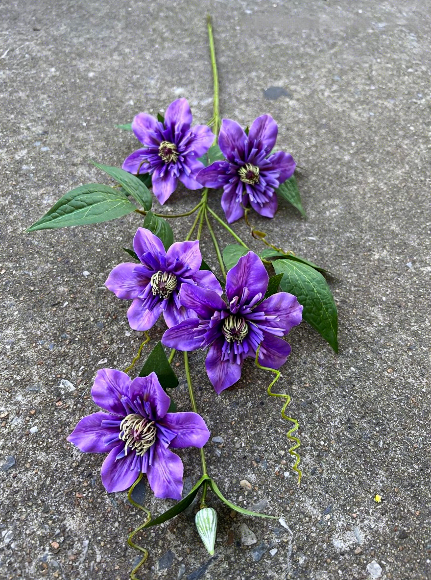 10#Clématite double à 5 têtes, couleur violette.