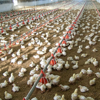 Nouvel équipement d'élevage de poulets, équipement d'élevage de poulets de chair, équipement d'élevage avicole, mangeoires automatiques et abreuvoirs à tétines pour poulets