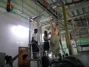 Línea automática de matadero de ganado vacuno 10-100/día, equipo de matadero llave en mano con motor para mataderos pequeños - Product Image 6