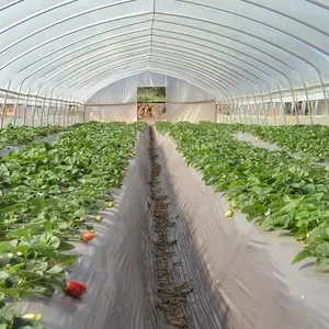 8x60 Meters single span greenhouse long side roof roll up motor greenhouse for vegetables planting