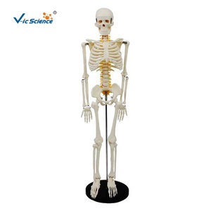 Modelo <span class=keywords><strong>de</strong></span> <span class=keywords><strong>Esqueleto</strong></span> Humano con <span class=keywords><strong>Cartílago</strong></span> Verde y Nervios Espinales, 85 cm, Precio <span class=keywords><strong>de</strong></span> <span class=keywords><strong>Esqueleto</strong></span> Humano, Modelo <span class=keywords><strong>de</strong></span> <span class=keywords><strong>Esqueleto</strong></span> Humano - Product Image 1