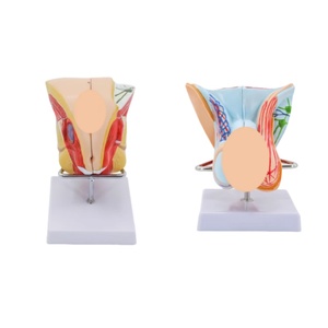 Sekiz sistem İnsan anatomisi modelleri sinir sindirimi, endokrin, motilite, lenfatik üriner sistem anatomisi modelleri öğretim için - Product Image 4