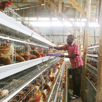 Poulailler industriel métallique automatique portable de grande taille, neuf, pour usage domestique et élevage de poules pondeuses