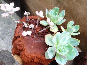 Macetas de <span class=keywords><strong>piedra</strong></span> de roca de Lava volcánica roja para jardín, paisajismo, flores, medianas para plantas - Product Image 4