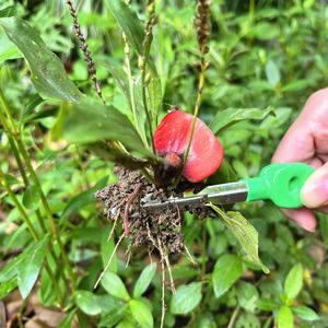 Pince de jardinage en acier inoxydable pour la maison, idéale pour le désherbage, la cueillette de semis et la préparation de graines, pour la plantation de légumes et de fleurs - Product Image 5