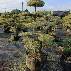 HOKBG Vente en gros pour l'agriculture en plein air 45 50 60 200 gallons grand sac de culture de plantes noires en PP tissé pour <span class=keywords><strong>espalier</strong></span>-cloud - Product Image 5