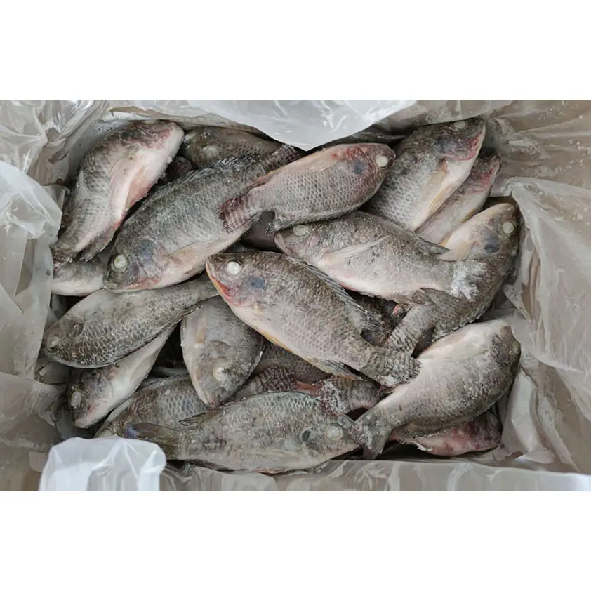 Preto tilápia peixe preço China fábrica exportação redonda inteira gs ggs iqf iwp 10kg 10 lbs todo o tamanho tilápia peixe congelado para venda