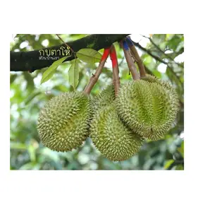 Good Premium Thailand Durian Fruit From Thaialnd Farm Natural Ingredient Product Wholesales From Thailand Delicious Sweet