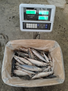 Camarones Congelados 200-250g, Pesca Salvaje <span class=keywords><strong>de</strong></span> Aguas Profundas, Nutrición Completa, <span class=keywords><strong>Mariscos</strong></span> - Product Image 2