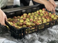 Luc Ngan Biologische Premium Verse Lychee Fruit Rijp 10mm Sappige Vruchtvlees Zoet Aroma 10 kg/doos 12 Maanden Houdbaarheid Voedselkwaliteit Verpakt