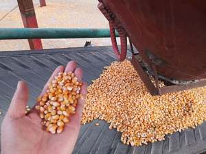 El Mejor Aceite <span class=keywords><strong>para</strong></span> <span class=keywords><strong>Palomitas</strong></span> de Maíz al por Mayor a Precio Económico, Aceite de Cocina, Aceite de Manteca de Coco <span class=keywords><strong>para</strong></span> Hacer <span class=keywords><strong>Palomitas</strong></span> de Maíz en EE. UU. y Canadá - Product Image 6