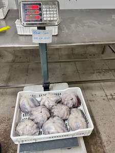 <span class=keywords><strong>Pulpo</strong></span> <span class=keywords><strong>congelado</strong></span> a buen <span class=keywords><strong>precio</strong></span> y <span class=keywords><strong>pulpo</strong></span> de buena calidad - Product Image 3