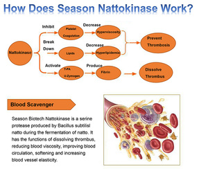 Poudre de Nattokinase 20000FU/g Extrait Naturel de <span class=keywords><strong>Natto</strong></span> Qualité Alimentaire Xi'an Seasons - Product Image 4
