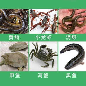 Gránulos de Cebo para Camarones, Anguías y Pez Lombrigo de Henan Wangzhongwang, 200g, para Uso en Trampas de Pesca - Product Image 5