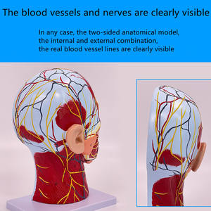 Modelo <span class=keywords><strong>de</strong></span> músculo <span class=keywords><strong>de</strong></span> cabeza, vaso sanguíneo <span class=keywords><strong>de</strong></span> nervio superficial, Sección <span class=keywords><strong>de</strong></span> cerebro humano, <span class=keywords><strong>enseñanza</strong></span> <span class=keywords><strong>de</strong></span> garganta, modelo <span class=keywords><strong>de</strong></span> Anatomía Humana, ciencia médica - Product Image 3