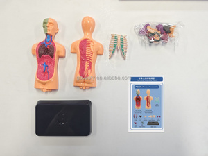 Assembled <strong>Science</strong> Kits Student Medical Studying <strong>Science</strong> Human <strong>Model</strong> for Hospital - Product Image 5