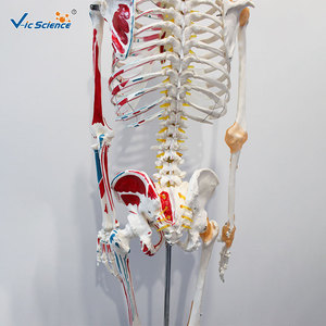 Modelo de esqueleto humano a escala 1:1 con coloración de origen y inserción de los músculos y ligamentos, 180 cm de altura, de aspecto natural. - Product Image 4