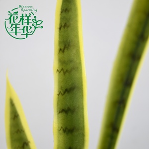 <span class=keywords><strong>Sansevieria</strong></span> Artificial Personalizada de Diferentes Tamaños, 120CM, Borde Amarillo, 32 <span class=keywords><strong>Hojas</strong></span>, Tacto Suave, Simulación de Topiario Verde, Venta al Por Mayor - Product Image 3