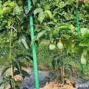 Tùy chỉnh Đường kính sợi thủy tinh ống tròn sợi thủy tinh cây thanh hỗ trợ cột - Product Image 4