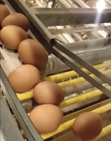 Système d'élevage de poulettes entièrement automatique de type H, cages à étages compactes pour petites exploitations