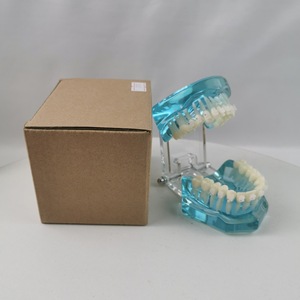 Modelo de diente de práctica con soporte de cerámica M3002 para entrenamiento dental y de ortodoncia, uso doméstico, paquete individual - Product Image 2