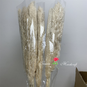 QSLH-567 Bulk Sales Natural <strong>Drying</strong> Pampas Grass Centerpieces Beige Dry Flower <strong>Bouquet</strong> Reed Grey Large Fluffy Plume Pampas Grass - Product Image 6